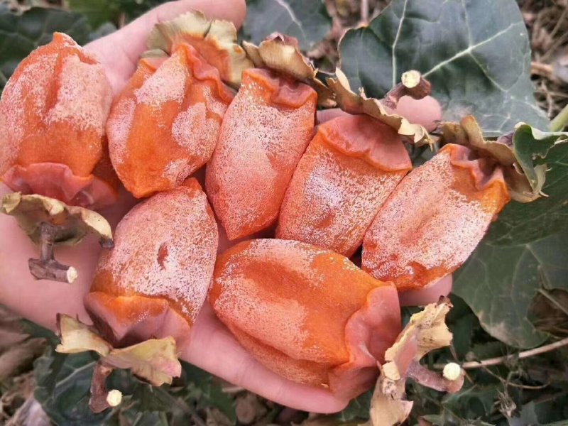 正宗陕西富平流心柿饼2022新品