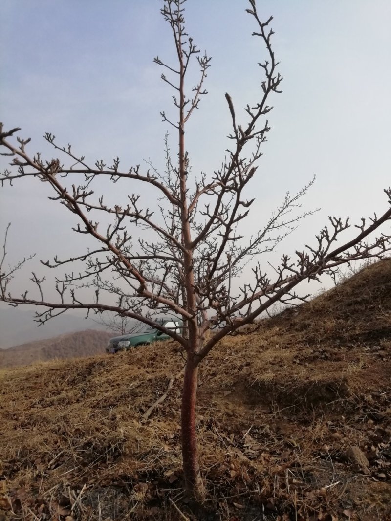 梨树，辽宁南果梨树，占地梨树，辽宁占地梨树