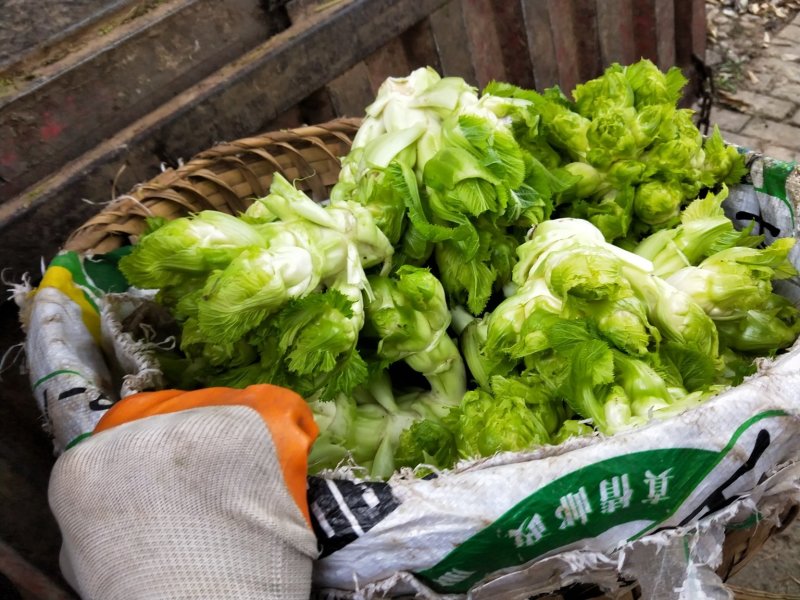 绵阳安州区儿菜150亩已经上市