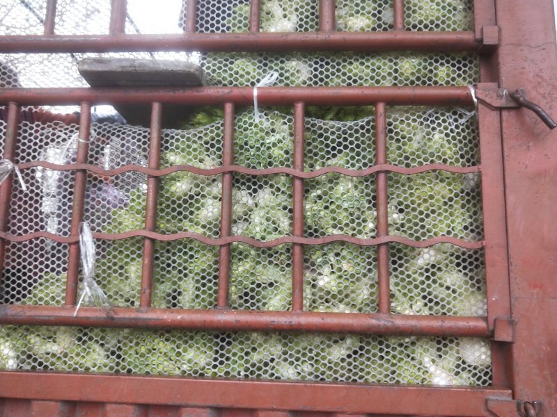 绵阳安州区儿菜150亩已经上市