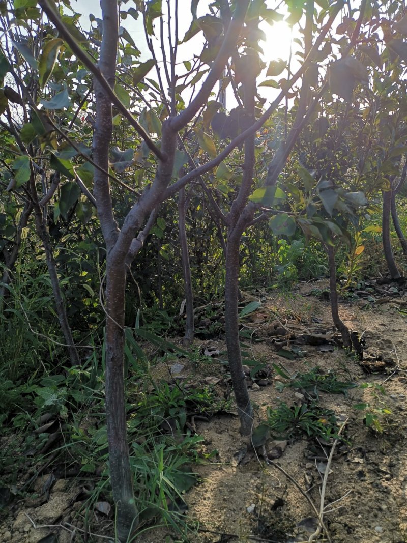 梨树，辽宁南果梨树，占地梨树，辽宁占地梨树