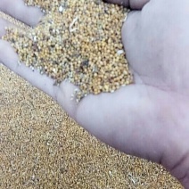 出售菜籽