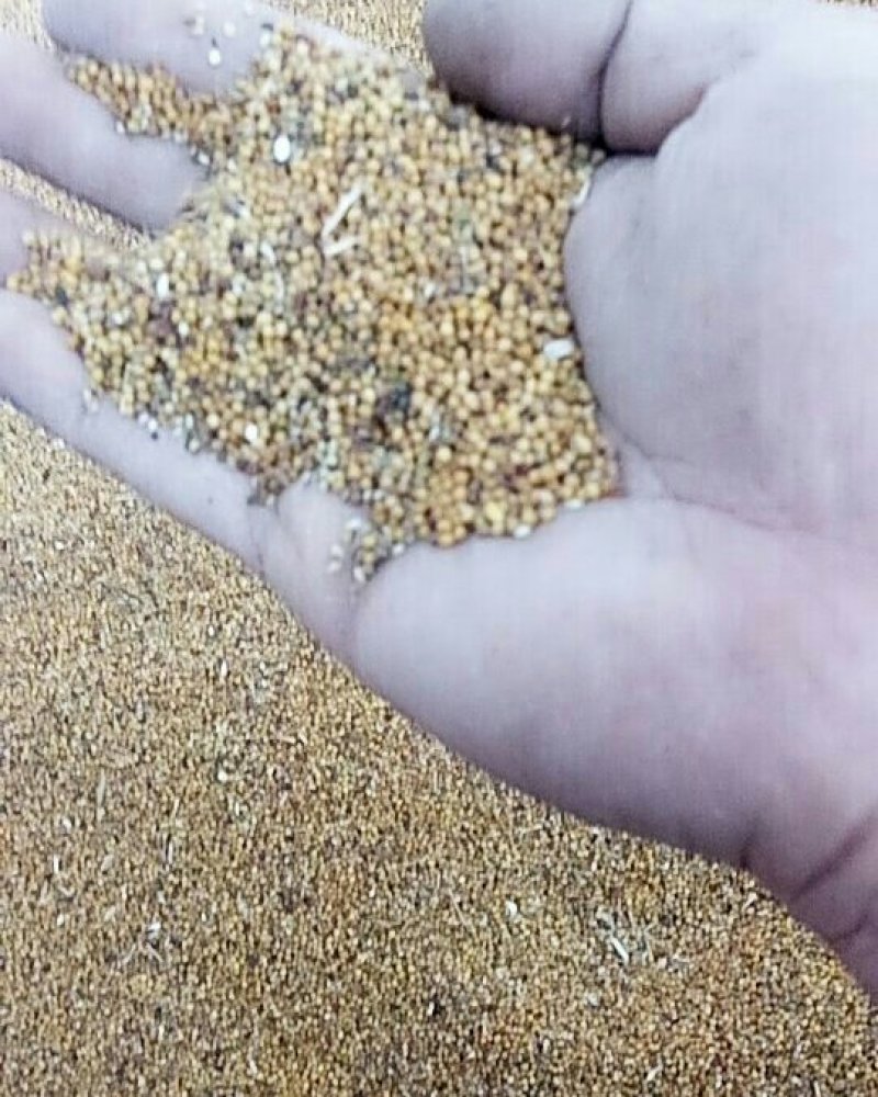 出售菜籽