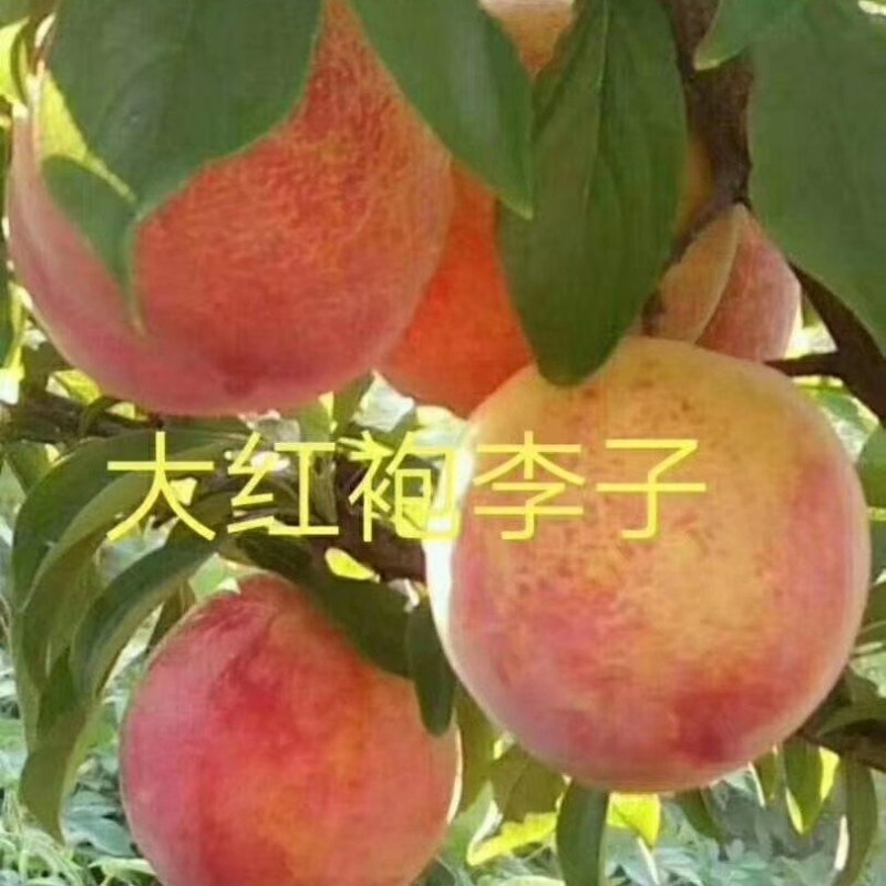 李子树，辽宁李子树，李子小树，辽宁李子树，占地李子树