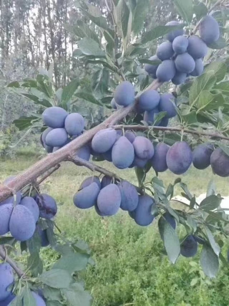 李子树，辽宁李子树，李子小树，辽宁李子树，占地李子树