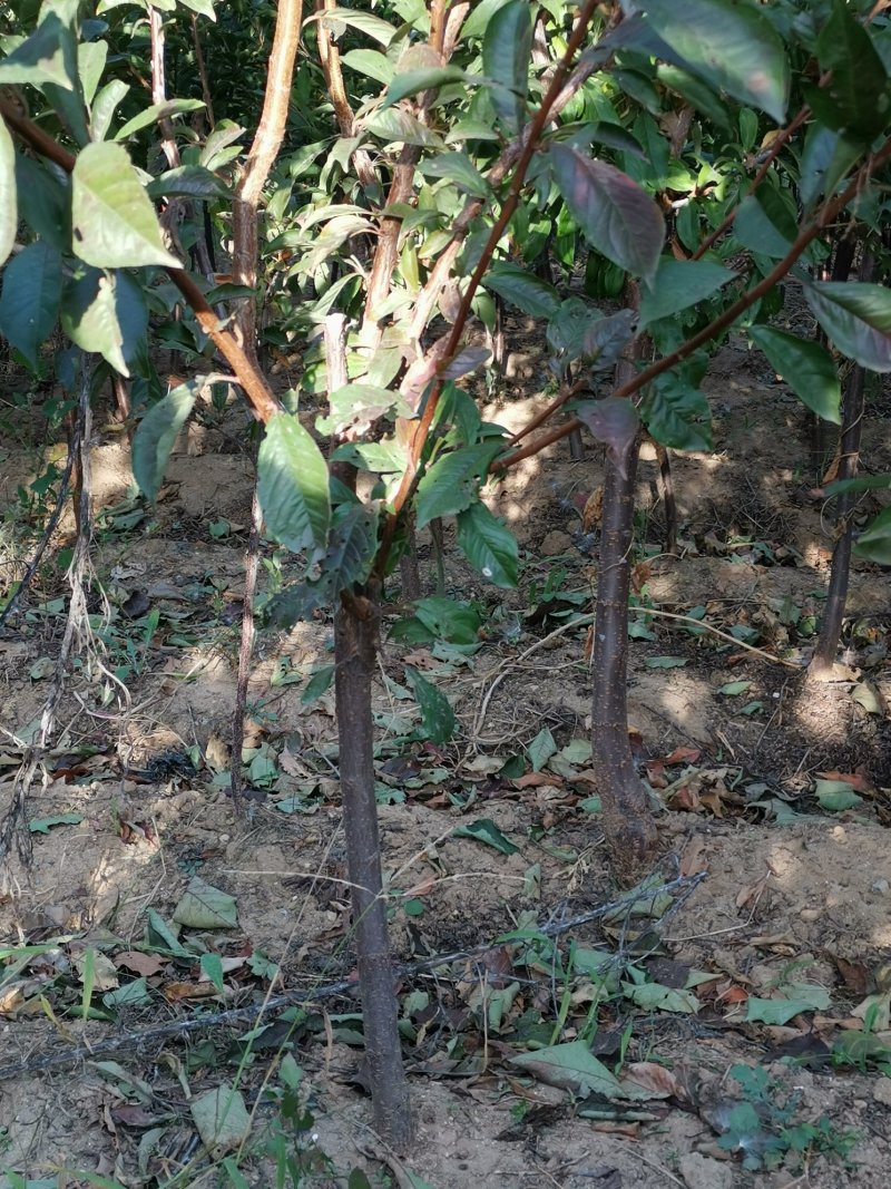 李子树，辽宁李子树，李子小树，辽宁李子树，占地李子树