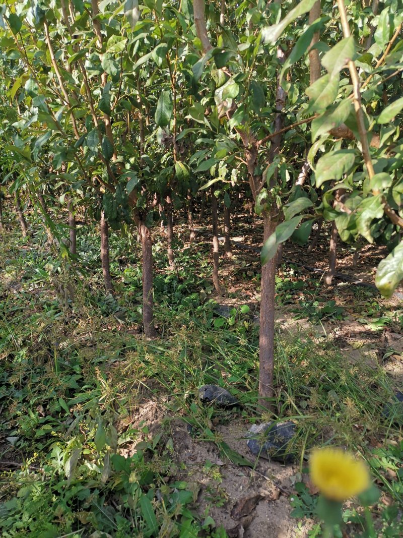 李子树，辽宁李子树，李子小树，辽宁李子树，占地李子树