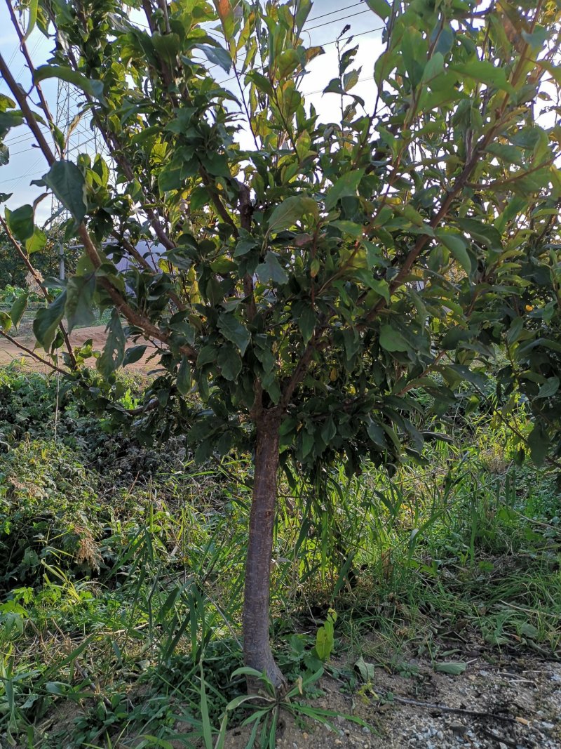 李子树，辽宁李子树，李子小树，辽宁李子树，占地李子树