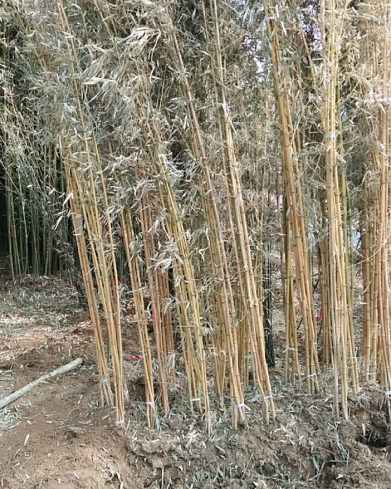 竹子规格齐全毛竹紫竹刚竹慈孝竹早园竹品种多
