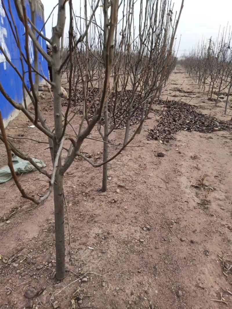 苹果梨小树，辽宁苹果梨树，辽宁苹果梨小树