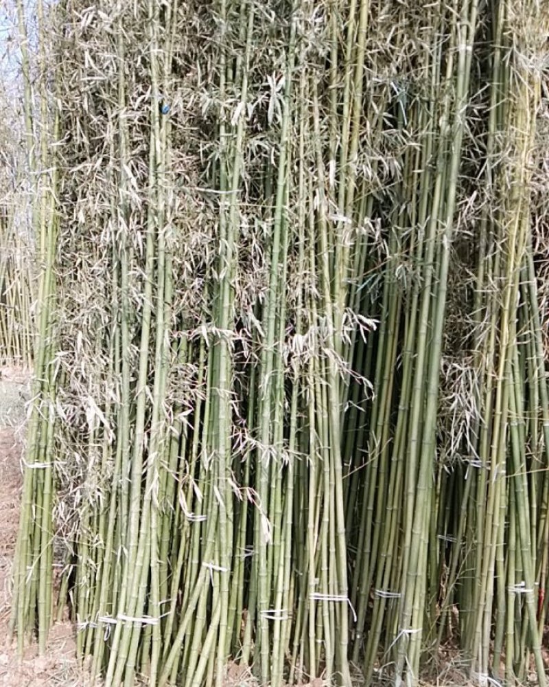 竹子规格齐全毛竹紫竹刚竹慈孝竹早园竹品种多