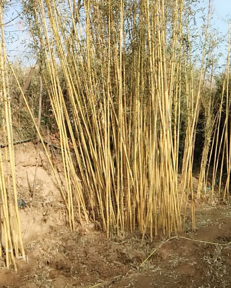 竹子规格齐全毛竹紫竹刚竹慈孝竹早园竹品种多