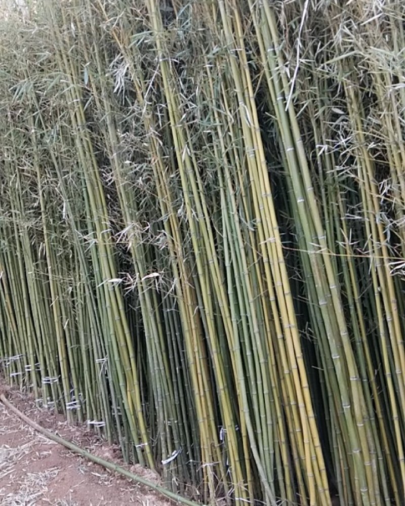 竹子规格齐全毛竹紫竹刚竹慈孝竹早园竹品种多