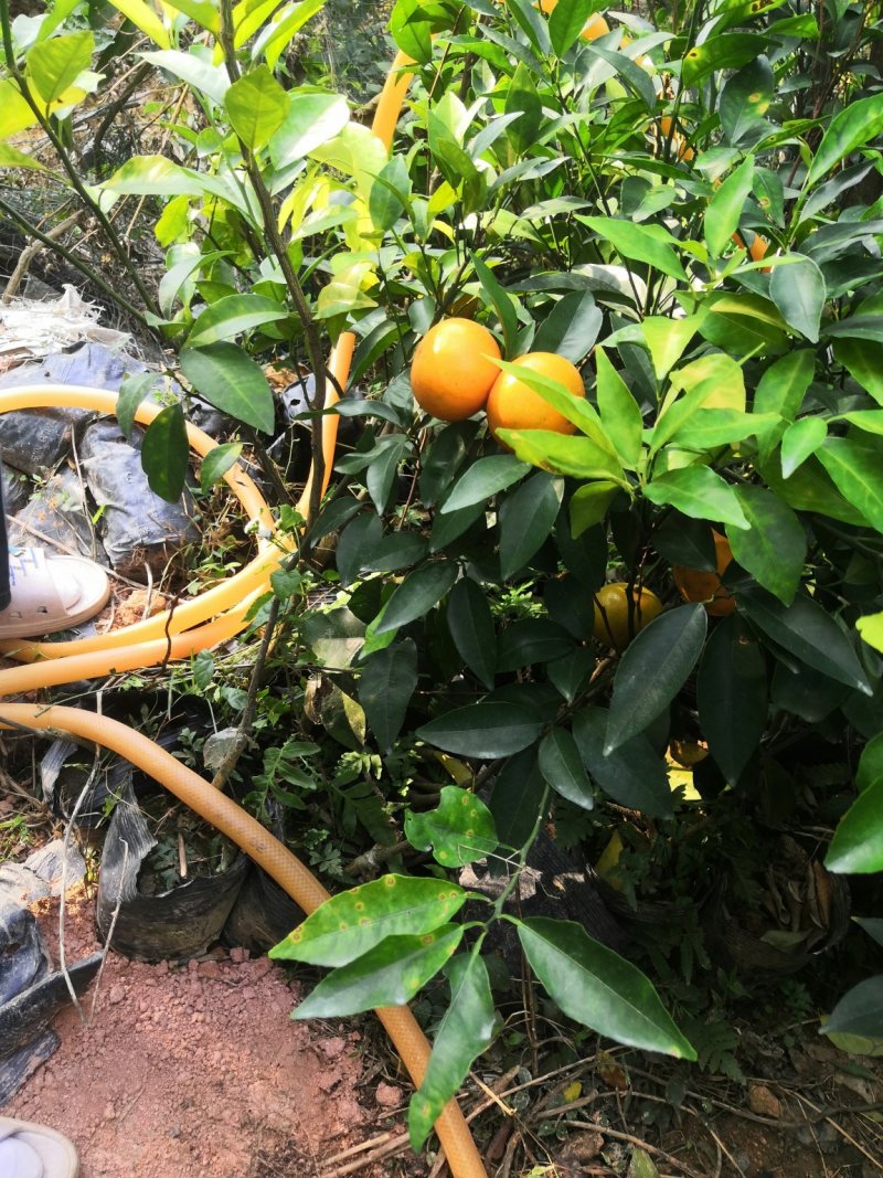 有核沃柑苗沃柑苗1-2年苗产量高技术支持