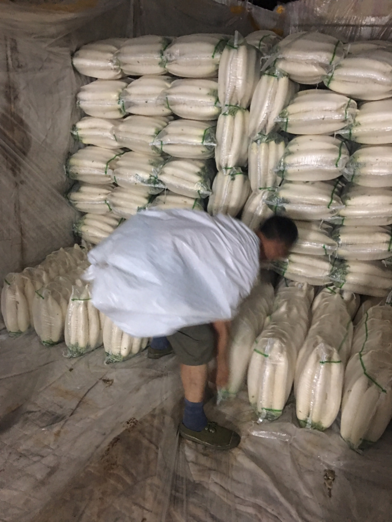 ¥¥¥¥¥湖北种植基地大量供应白萝卜¥¥¥¥¥