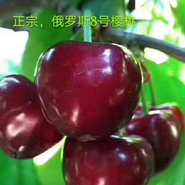 俄罗斯八号樱桃苗，辽宁俄罗斯8号樱桃苗，辽宁俄八樱桃苗，