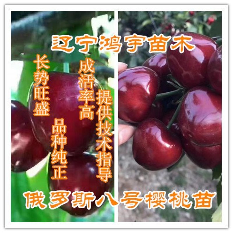 樱桃苗，辽宁樱桃苗，辽宁耐寒大樱桃苗，美早樱桃苗