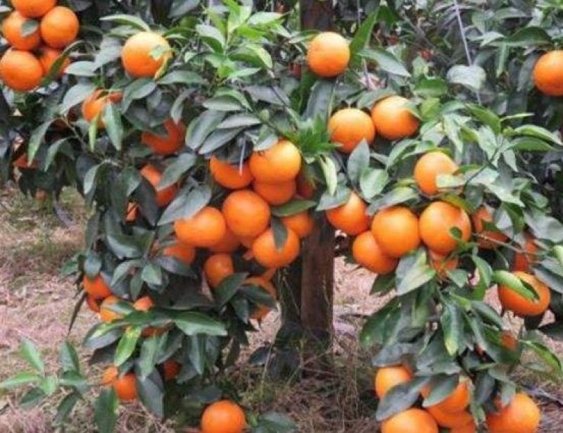 有核沃柑苗沃柑苗1-2年苗产量高技术支持