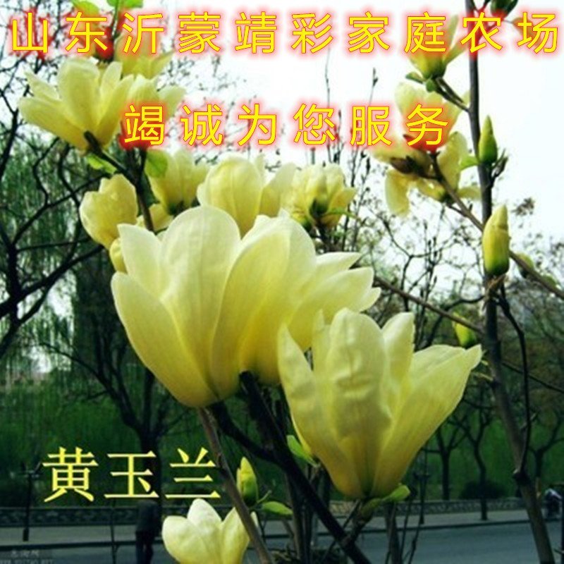 黄玉兰苗嫁接黄玉兰树苗南北方种植玉兰花苗品种玉兰花