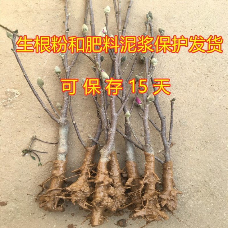 黄玉兰苗嫁接黄玉兰树苗南北方种植玉兰花苗品种玉兰花