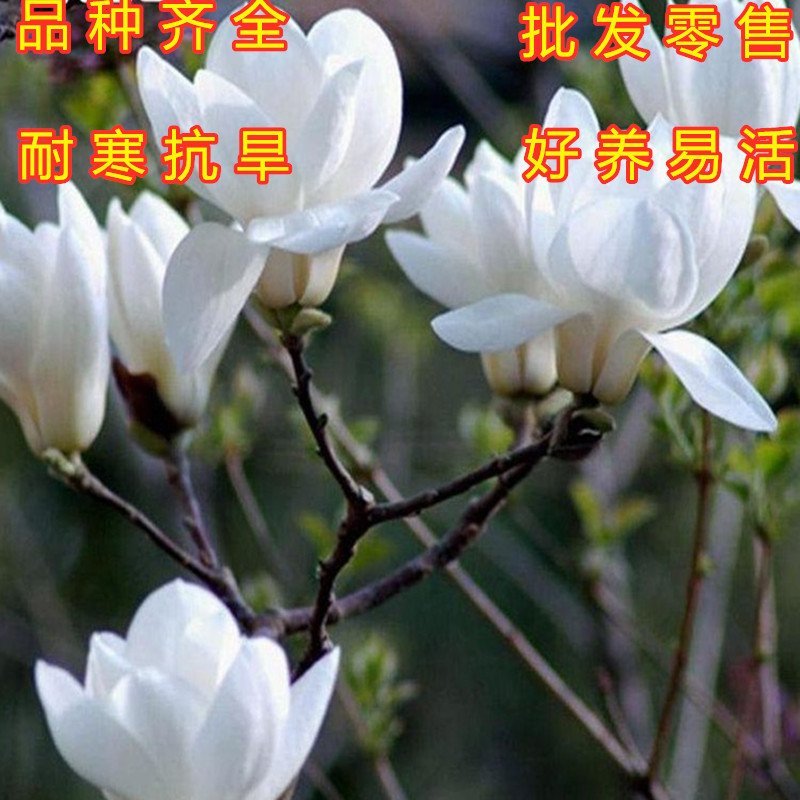 黄玉兰苗嫁接黄玉兰树苗南北方种植玉兰花苗品种玉兰花