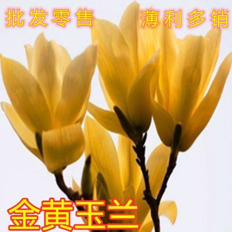 地栽玉兰苗嫁接玉兰树苗盆栽地栽玉兰花苗南北方种植