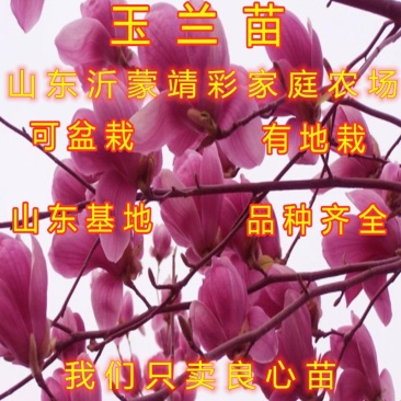 地栽玉兰苗嫁接玉兰树苗盆栽地栽玉兰花苗南北方种植