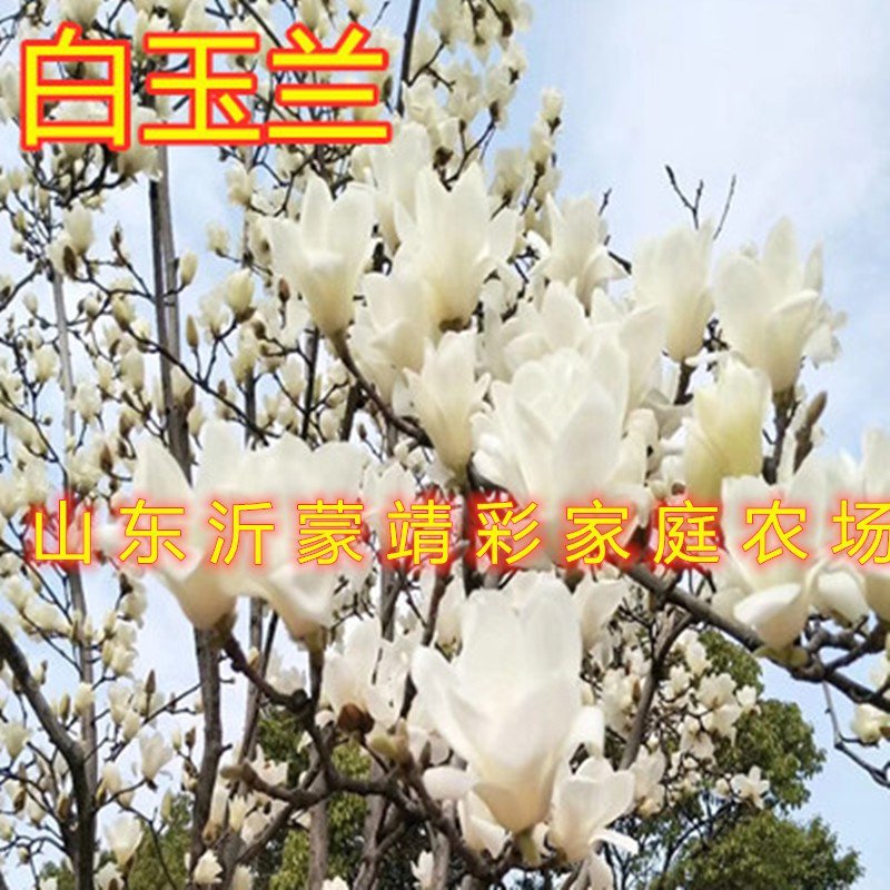 地栽玉兰苗嫁接玉兰树苗盆栽地栽玉兰花苗南北方种植