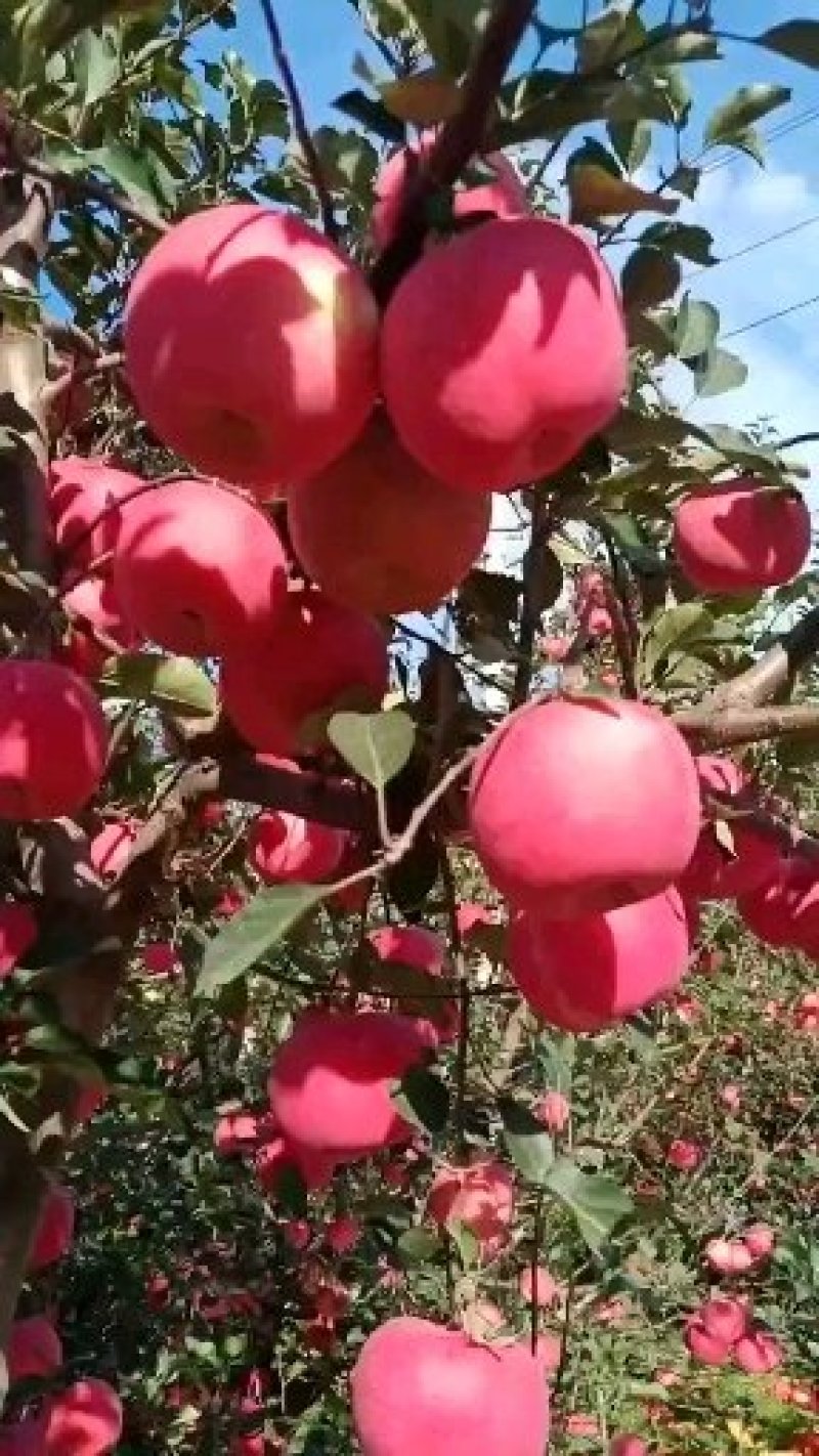 辽宁苹果树苗辽宁苹果苗岳阳红苹果苗，辽宁岳阳红苹果苗