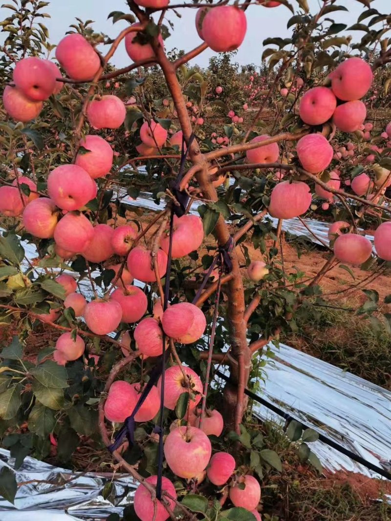 辽宁苹果树苗辽宁苹果苗岳阳红苹果苗，辽宁岳阳红苹果苗