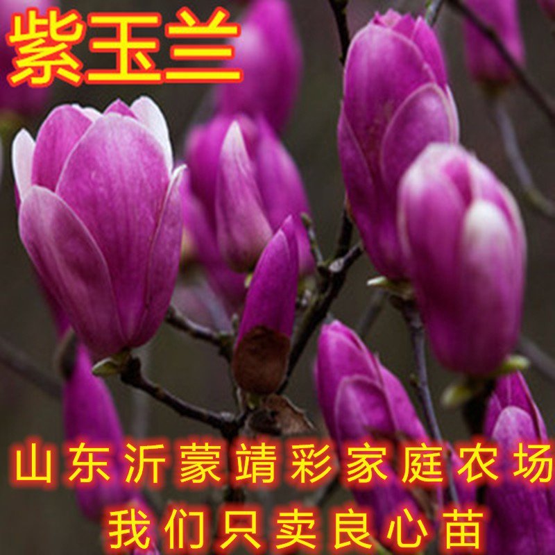 盆栽玉兰苗嫁接玉兰花苗南北方种植玉兰树苗玉兰花苗