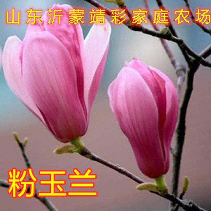 盆栽玉兰苗嫁接玉兰花苗南北方种植玉兰树苗玉兰花苗