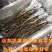 盆栽玉兰苗嫁接玉兰花苗南北方种植玉兰树苗玉兰花苗