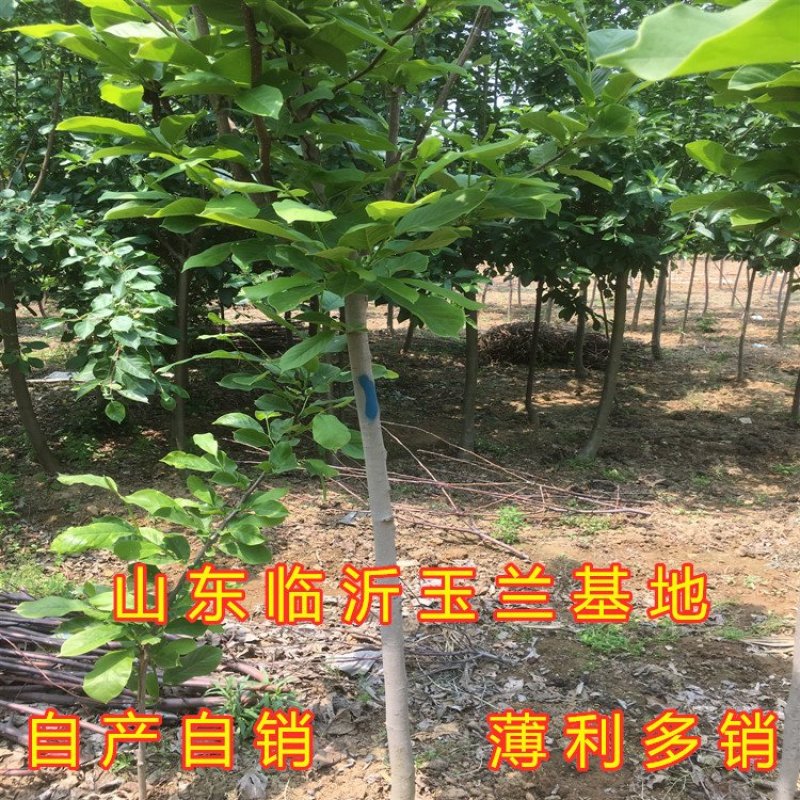 盆栽玉兰苗嫁接玉兰花苗南北方种植玉兰树苗玉兰花苗