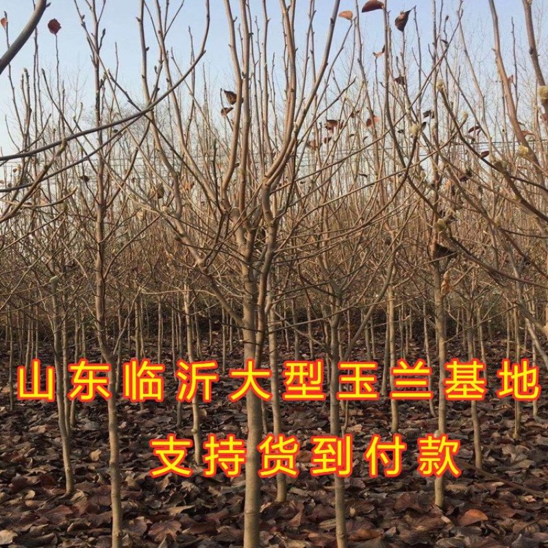 盆栽玉兰苗嫁接玉兰花苗南北方种植玉兰树苗玉兰花苗