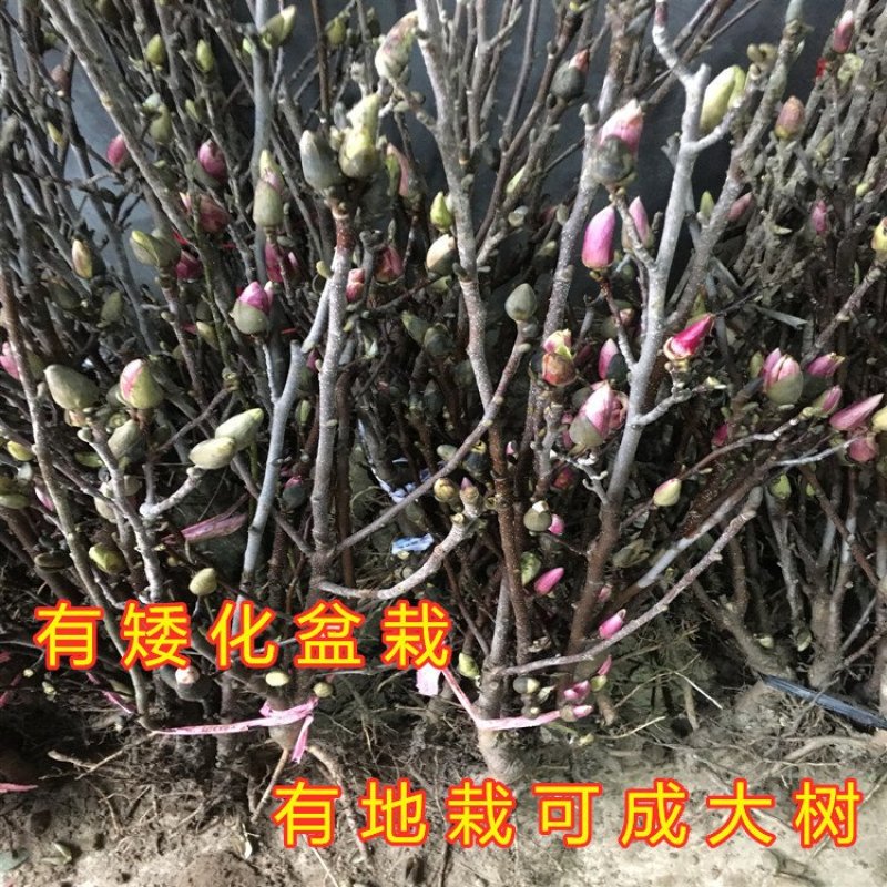 盆栽玉兰苗嫁接玉兰花苗南北方种植玉兰树苗玉兰花苗