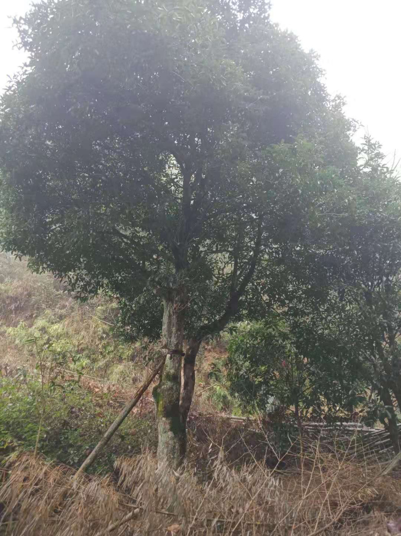 供应38公分桂花，其他15-25都有欢迎联系