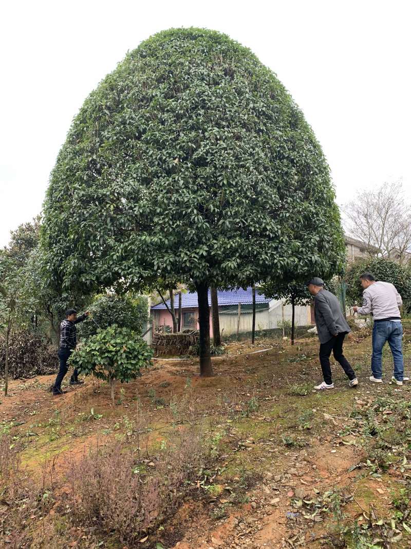 供应38公分桂花，其他15-25都有欢迎联系