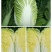 精品黄心大白菜，四至六斤，量大从优，诚信经营