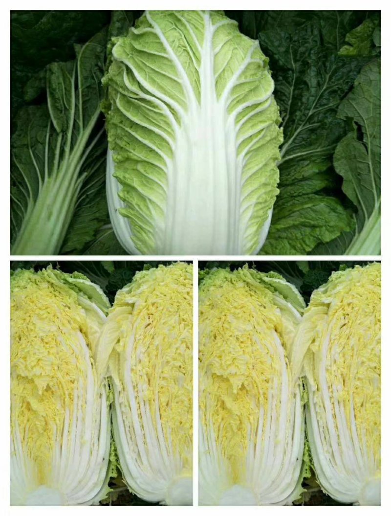 精品黄心大白菜，四至六斤，量大从优，诚信经营