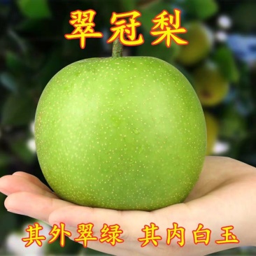 皇冠梨苗汁多味甜果质细腻正宗嫁接苗成活率高