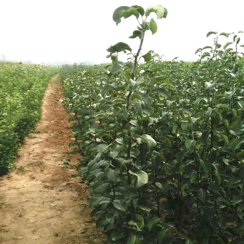 皇冠梨苗汁多味甜果质细腻正宗嫁接苗成活率高