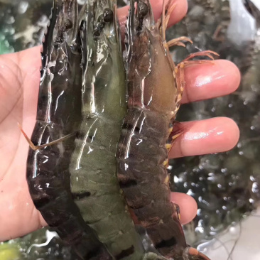 新鲜纯野生黑虎虾当天海捕