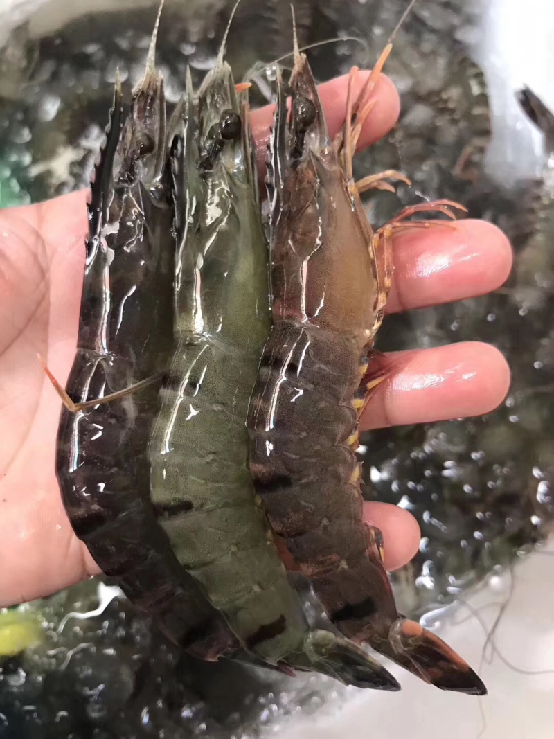 新鲜纯野生黑虎虾当天海捕