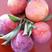 大红袍李子苗，干碗离核品种，口感甜，陆地大棚均可种植