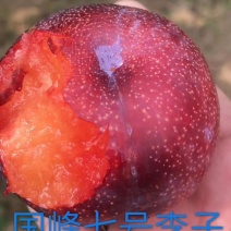 国峰7李子苗，辽宁国峰李子苗，辽宁新品种李子苗