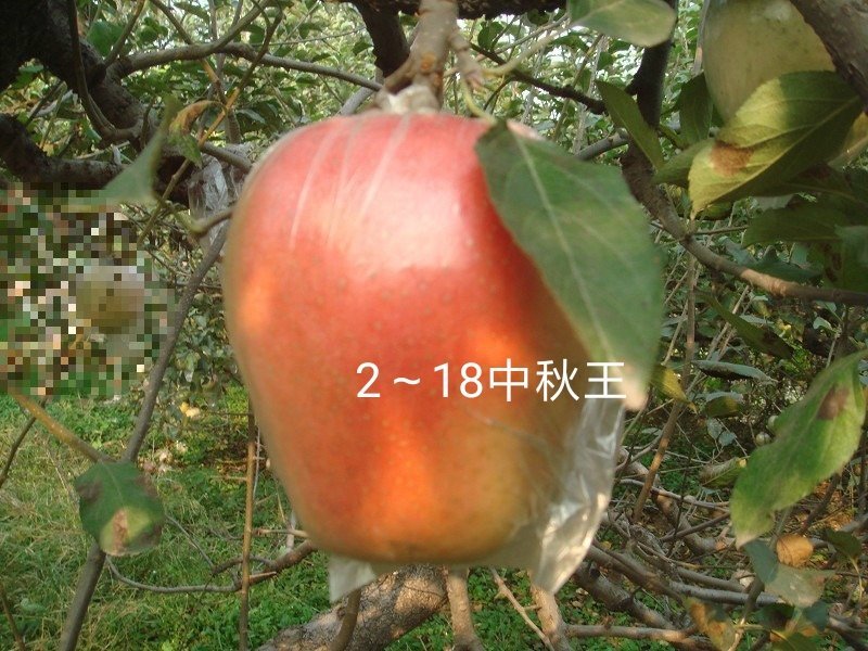 比烟富八还好的苹果～众成1号全红苹果苗，2年生挂小树帽苗