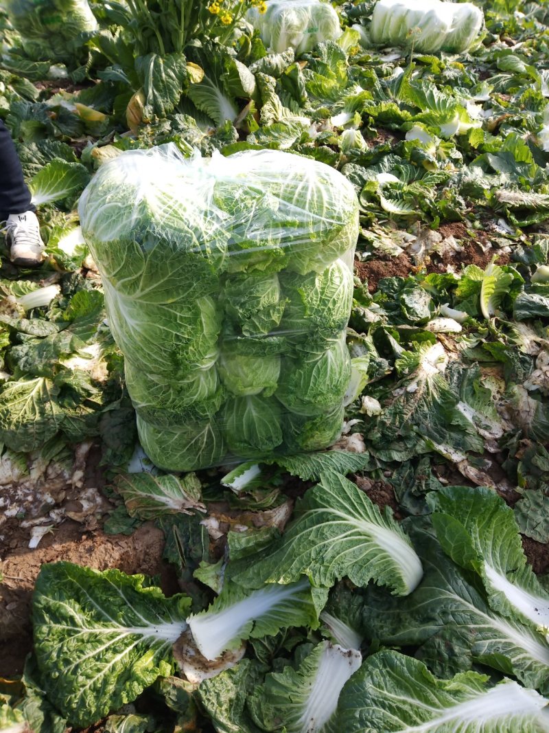 湖北天门供应矮棵黄心白菜4一6斤，产地直供
