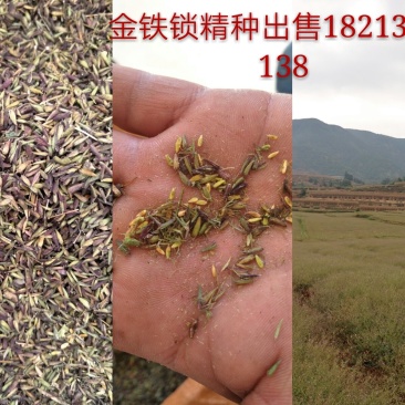 金铁锁独定子
