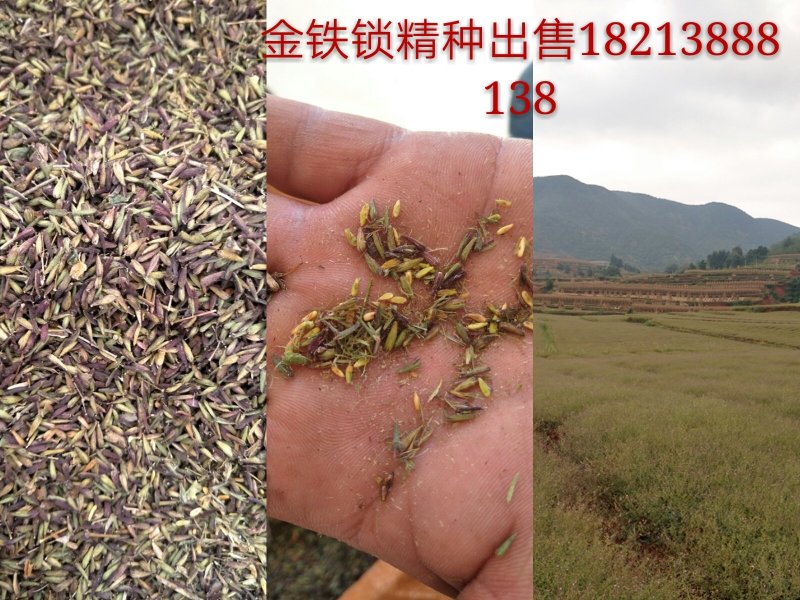 金铁锁独定子
